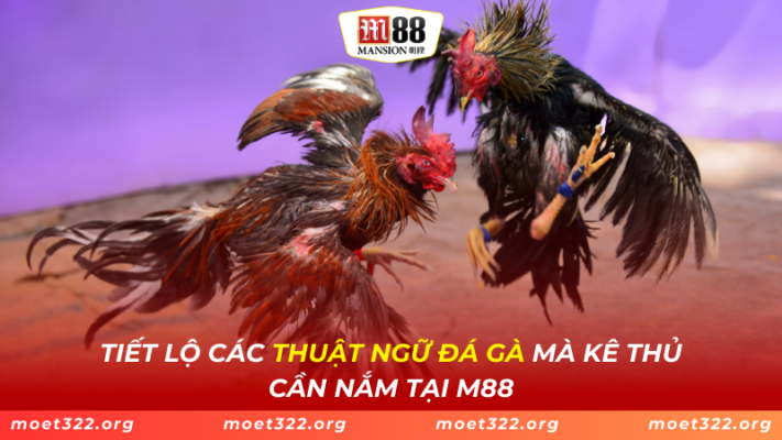 Tiết Lộ Các Thuật Ngữ Đá Gà Mà Kê Thủ Cần Nắm Tại M88 1 Tiết Lộ Các Thuật Ngữ Đá Gà Mà Kê Thủ Cần Nắm Tại M88