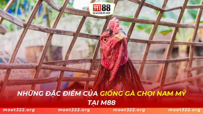 M88 Bật Mí Những Đặc Điểm Của Giống Gà Chọi Nam Mỹ Mới Nhất 1 M88 Bật Mí Những Đặc Điểm Của Giống Gà Chọi Nam Mỹ Mới Nhất