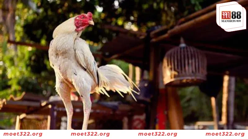 M88 Bật Mí Những Đặc Điểm Của Giống Gà Chọi Nam Mỹ Mới Nhất 2 Tìm hiểu nguồn gốc gà chọi ở Nam Mỹ