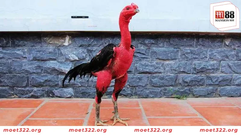M88 Bật Mí Những Đặc Điểm Của Giống Gà Chọi Nam Mỹ Mới Nhất 3 Những đặc điểm chỉ có ở giống gà đá Nam Mỹ