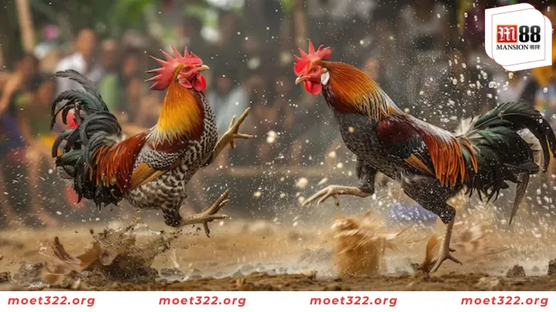M88 Bật Mí Những Đặc Điểm Của Giống Gà Chọi Nam Mỹ Mới Nhất 5 Nắm chế độ dinh dưỡng của gà rất quan trọng