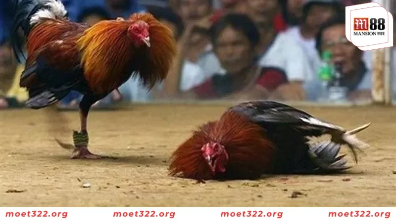 M88 Bật Mí Những Đặc Điểm Của Giống Gà Chọi Nam Mỹ Mới Nhất 6 Điều kiện giúp nhân giống gà Nam Mỹ ở nước ta
